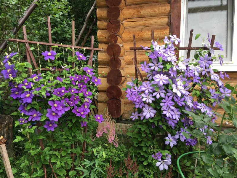 Клематис на клумбе