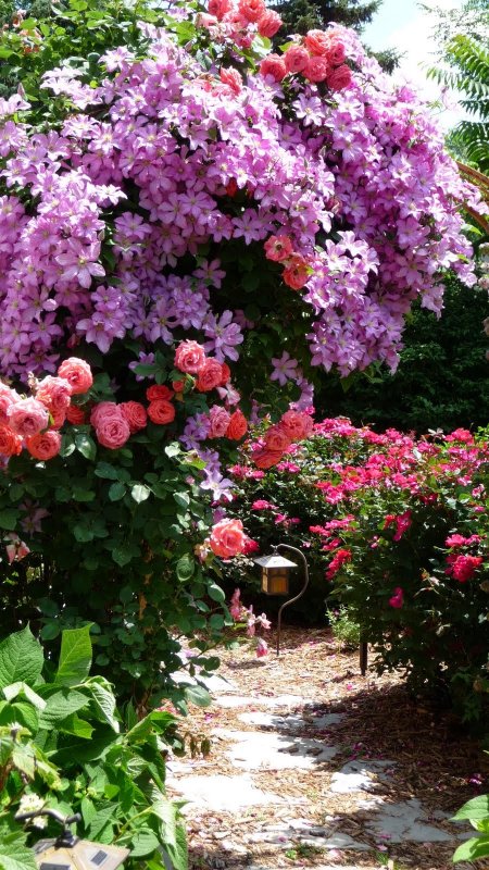 Клематис Rosemoor