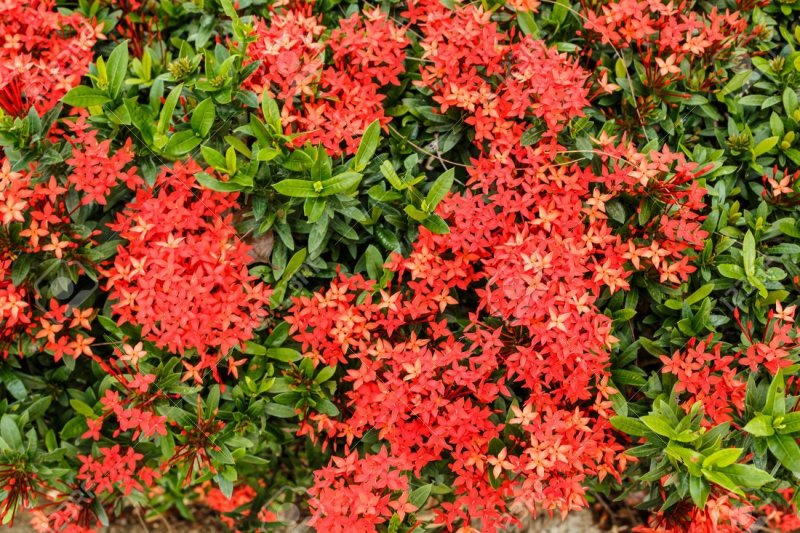 Иксора Bangkok Red