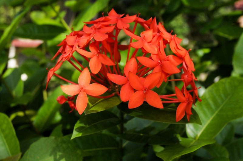 Ixora coccinea