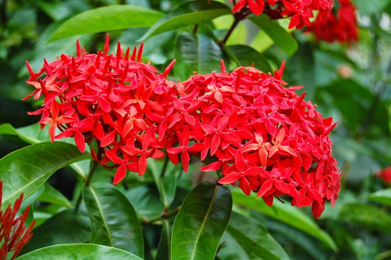 Иксора-пламя джунглей- Ixora.