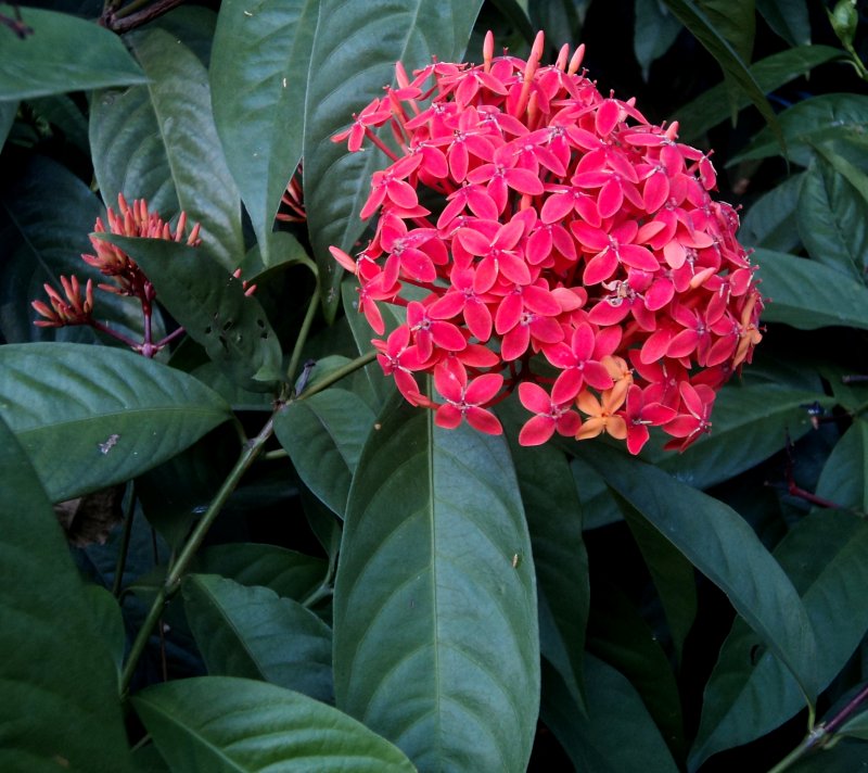 Ixora coccinea