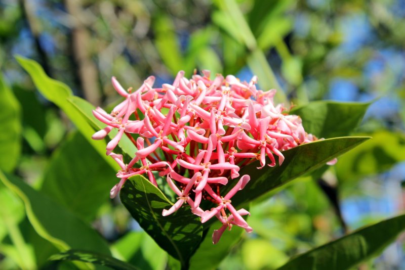 Ixora Flower