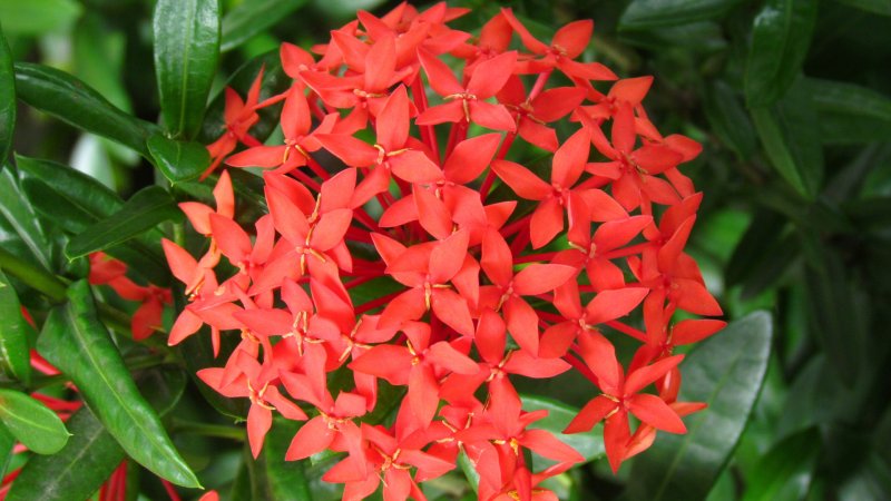 Иксора SP. T21 bicolor Mutation