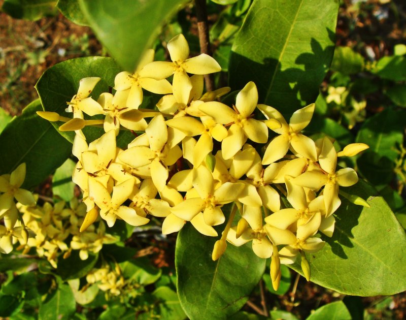 Ixora растение