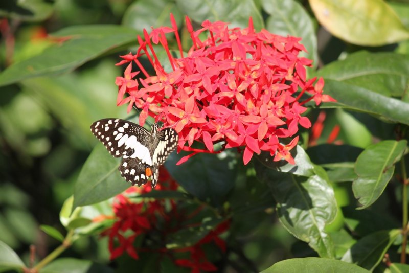 Иксора Bangkok Red
