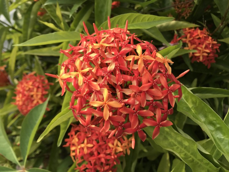 Ixora chinensis