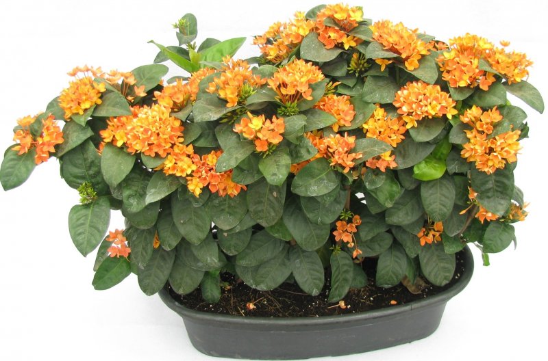 Ixora Orange Storm