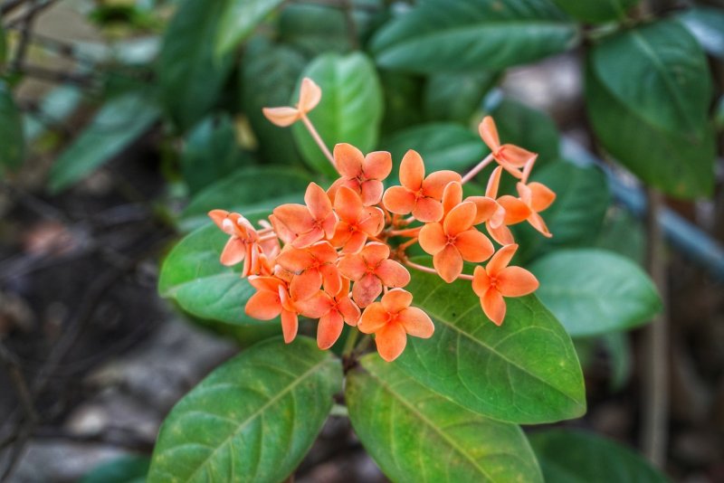 Rubiaceae- Мареновые