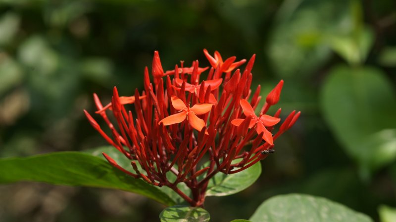 Ixora Flower