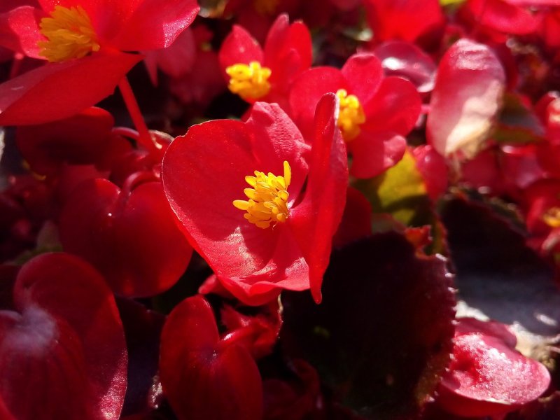 Бегония semperflorens