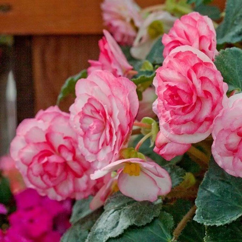 Бегония Double Pink