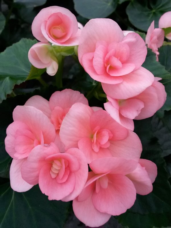 Бегония Roseform Red