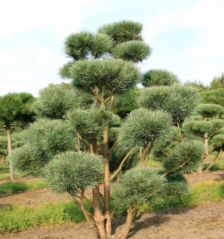 Сосна обыкновенная `Watereri` (Pinus Sylvestris `Watereri`)
