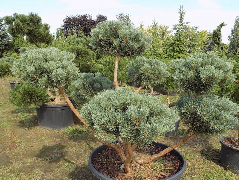Pinus Sylvestris Watereri