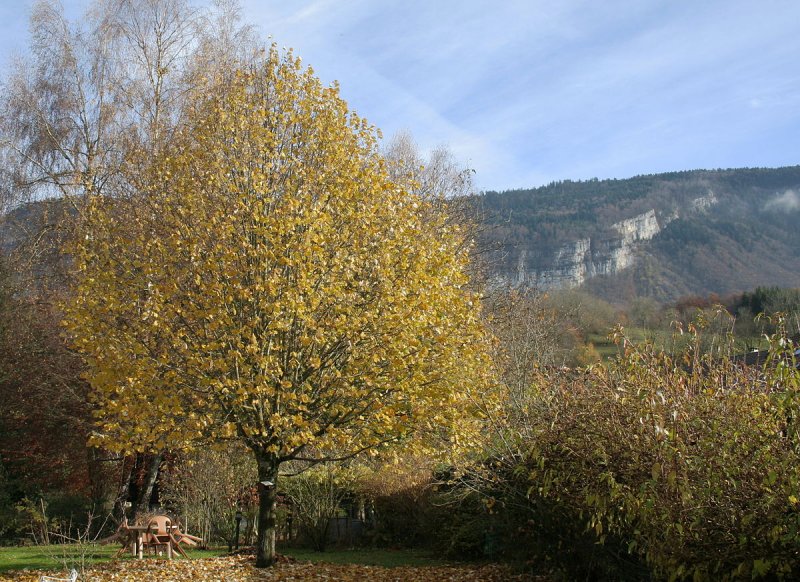 Липа Амурская (Tilia amurensis l.)