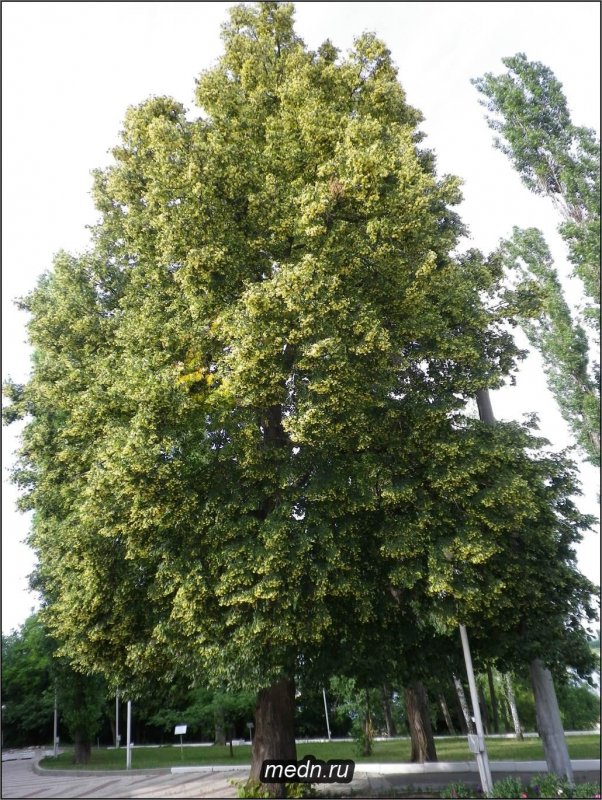Липа Амурская р-270
