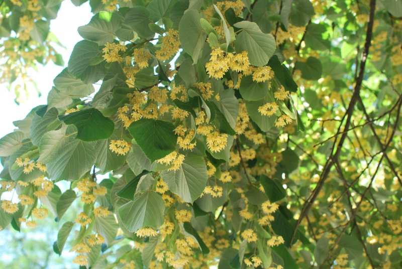 Липа Амурская