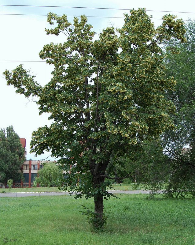 Tilia amurensis липа