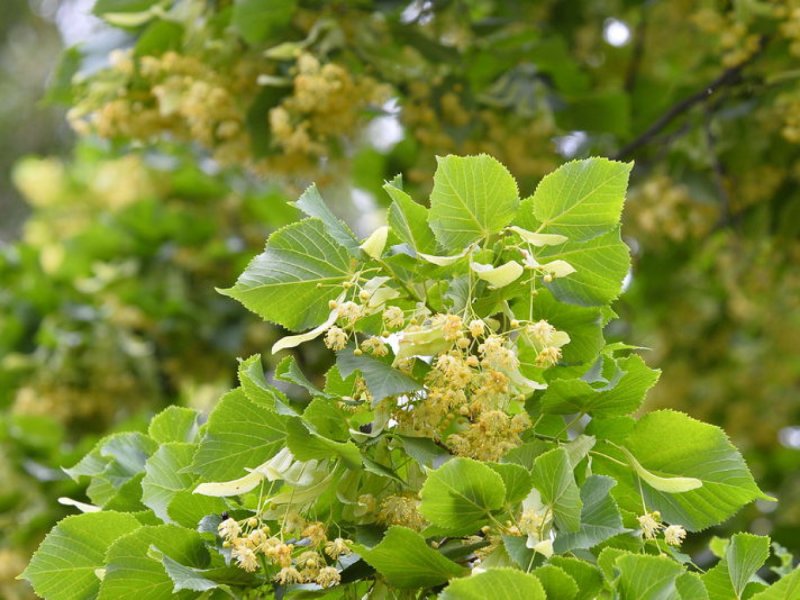 Приморский край липа Амурская панорама