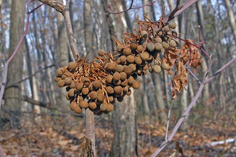 Липа Амурская, мелколистная