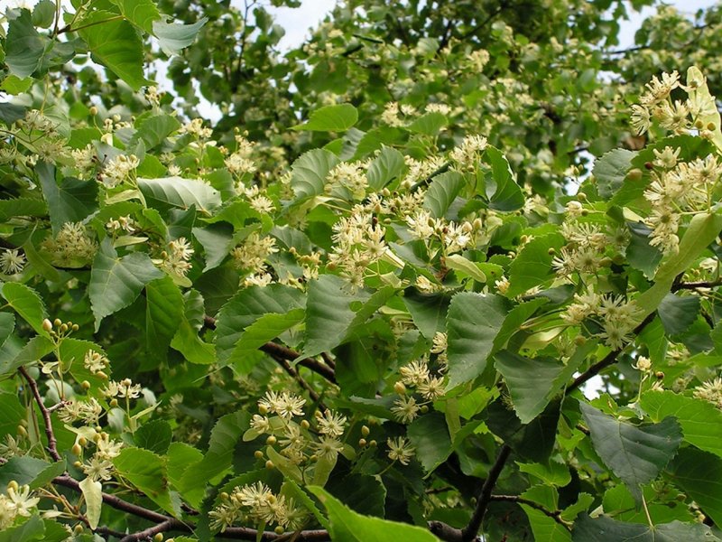 Липа маньчжурская
