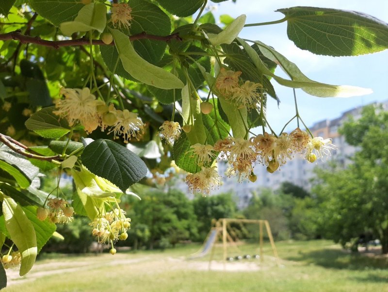 Липа Кавказская (Tilia Caucasica)