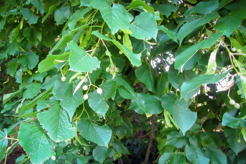 Липа японская Tilia japonica