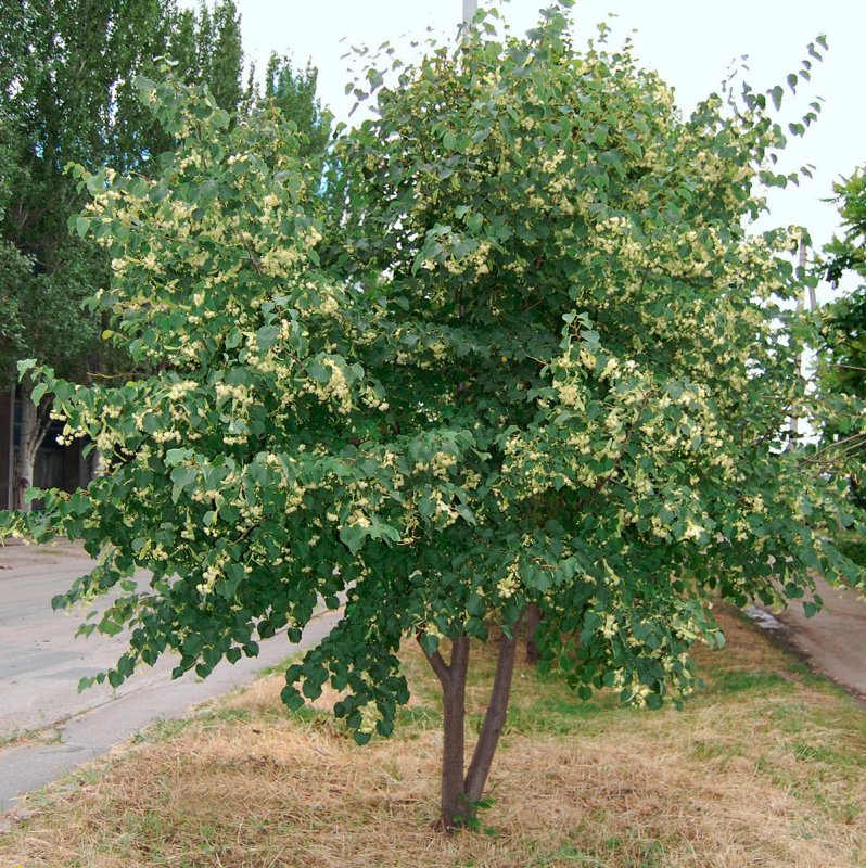 Липа маньчжурская
