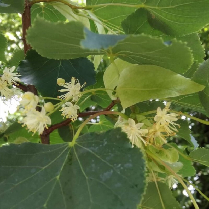 Липа японская Tilia japonica