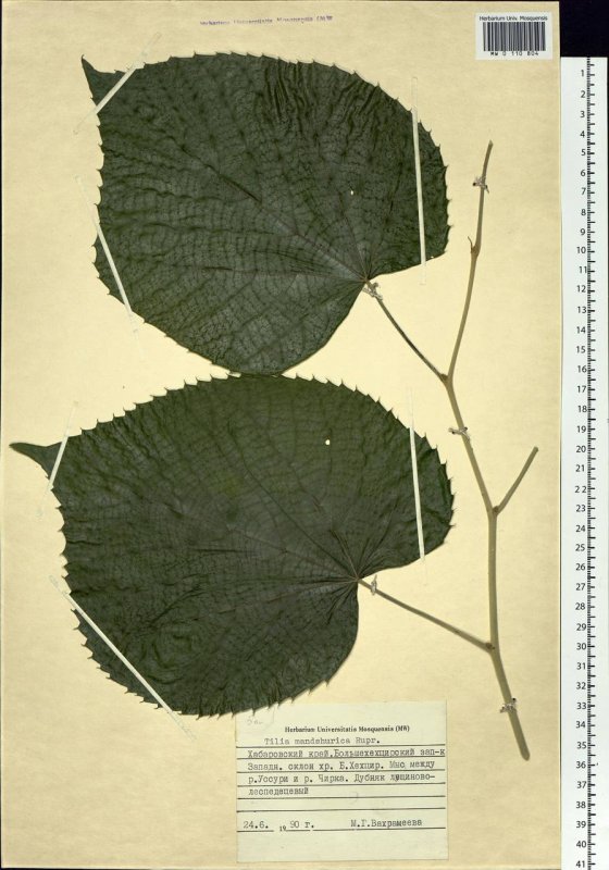 Липа Амурская (Tilia amurensis l.)