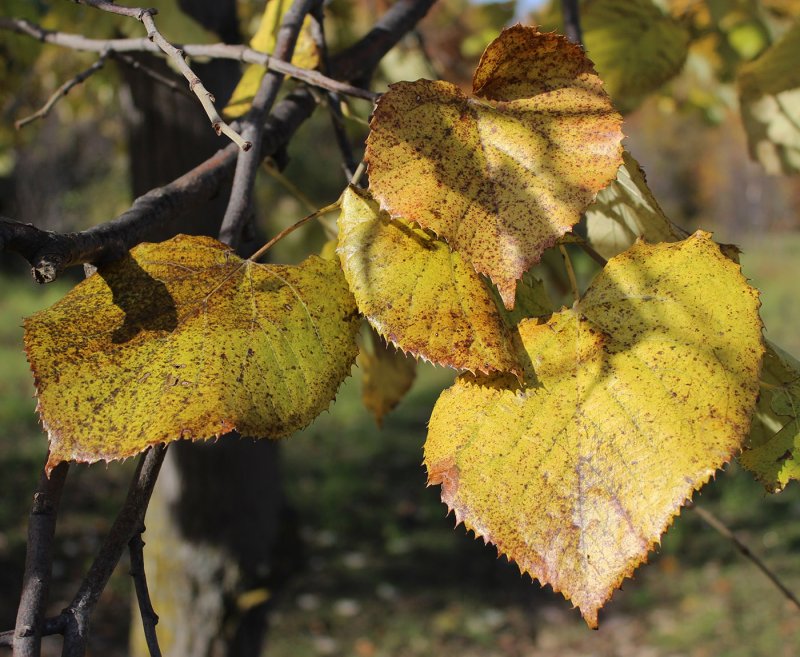 Липа Амурская (Tilia amurensis l.)