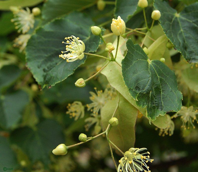Липа маньчжурская (Tilia mandshurica)