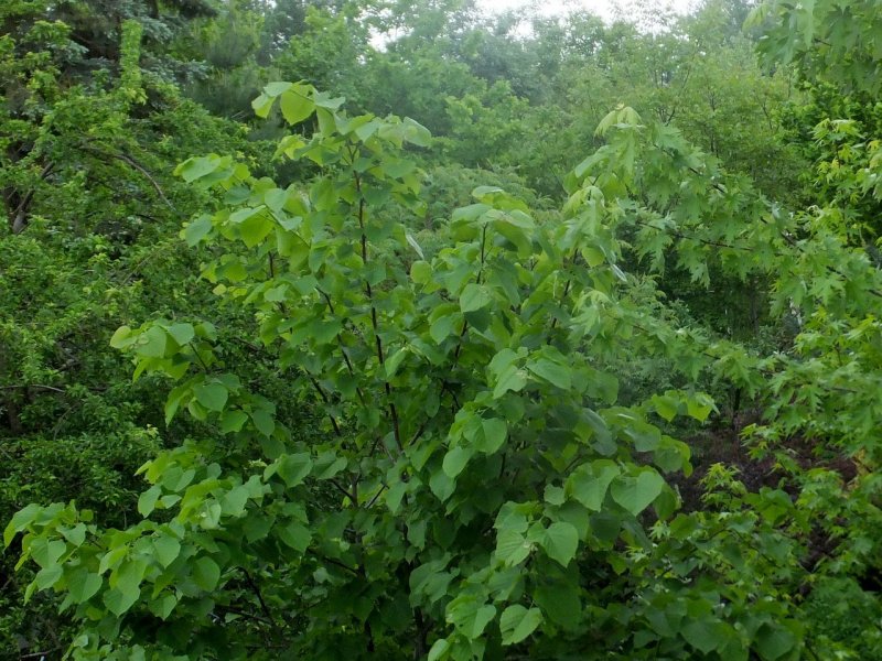 Липа Амурская