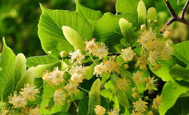 Липа Амурская (Tilia amurensis l.)