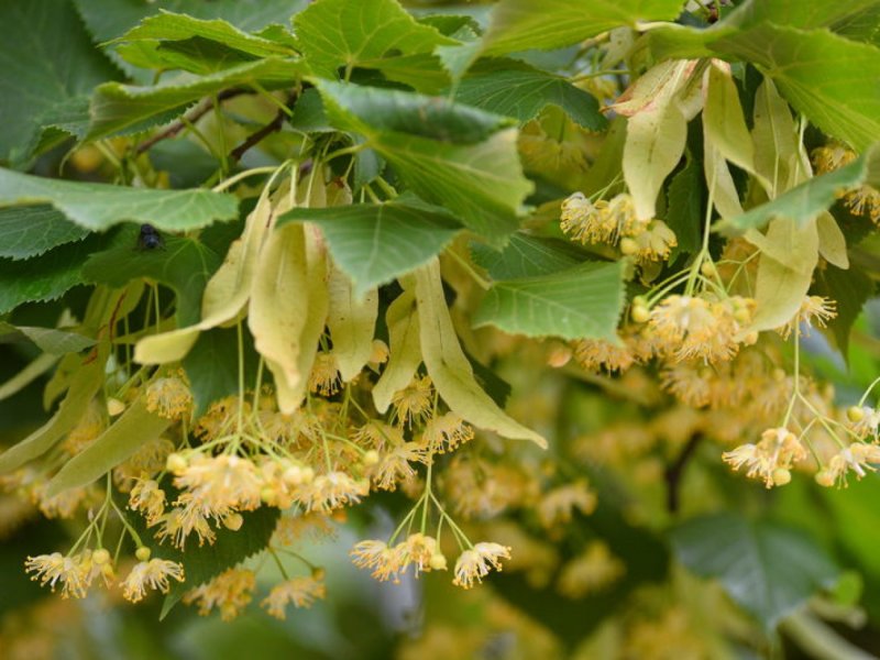 Липа крупнолистная rubra
