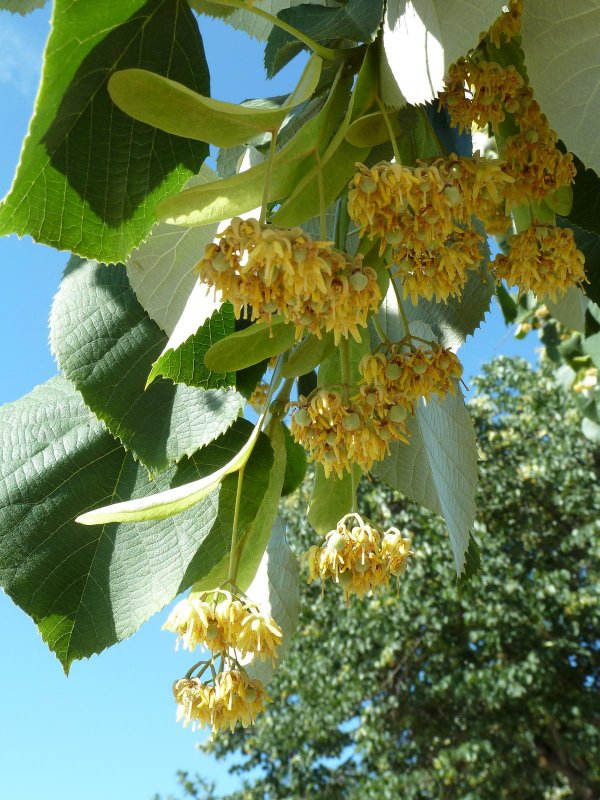 Tilia mandshurica