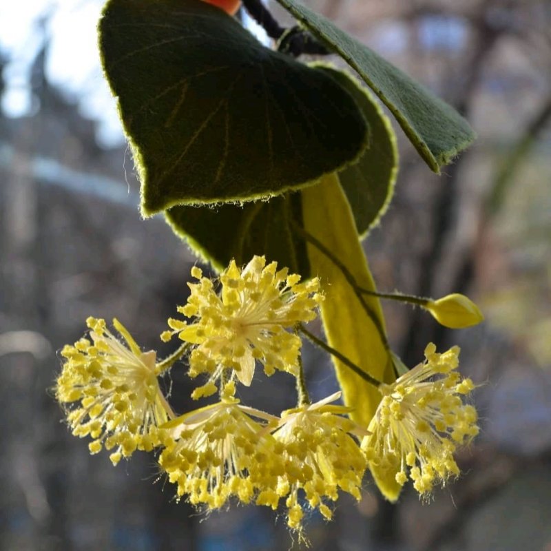 Липа сердцевидная соцветие