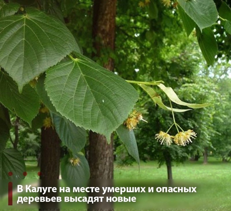 Ярославская липовый цвет КБ