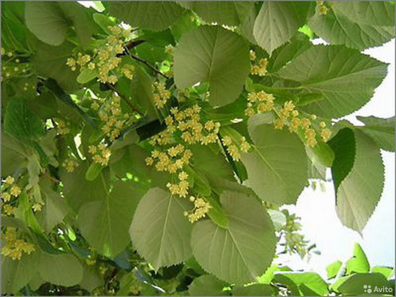 Липа Кавказская крупнолистная