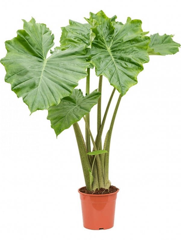 Alocasia Portodoraалоказия Портодора
