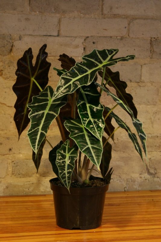 Алоказия Amazonica