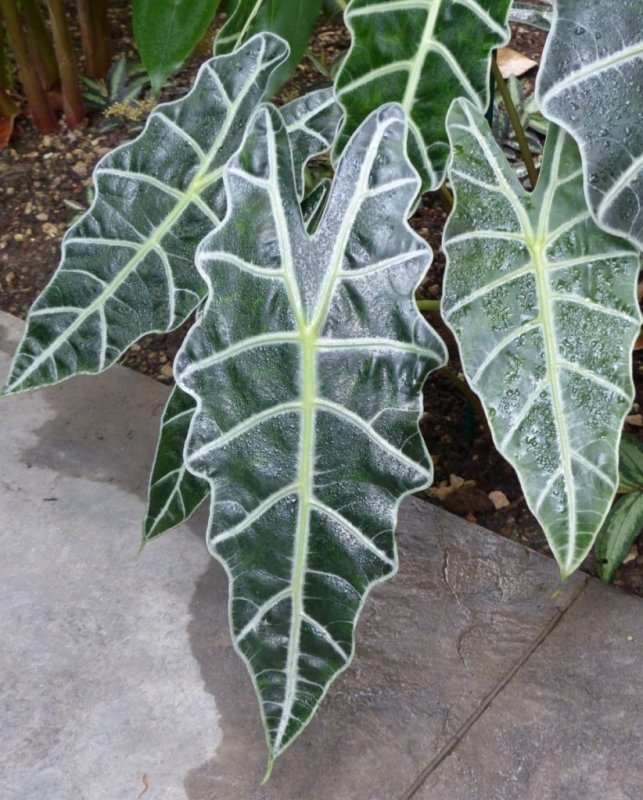 Алоказия клобучковая (Alocasia cucullata)