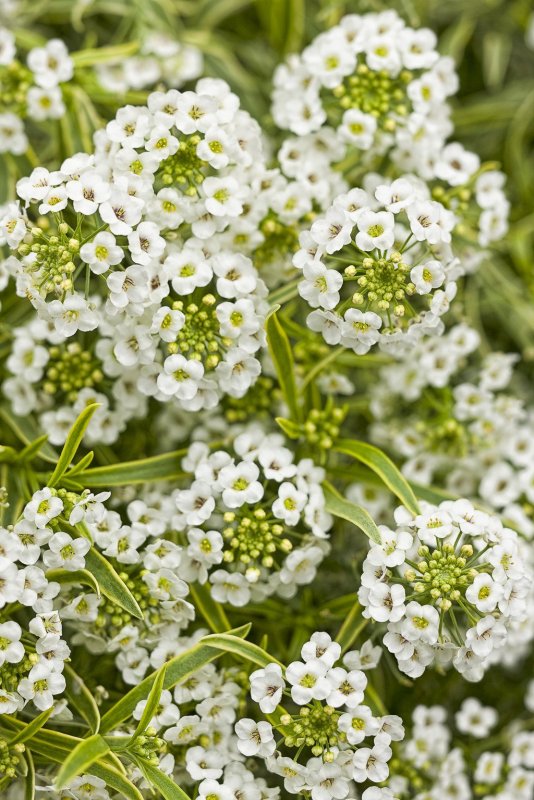 Лобулярия Приморская (Lobularia maritima)