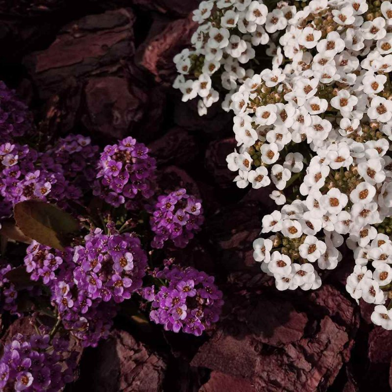 Алиссум Lobularia maritima