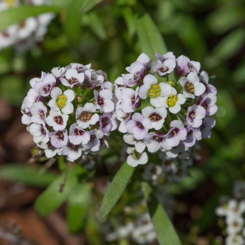 Алиссум Lobularia maritima