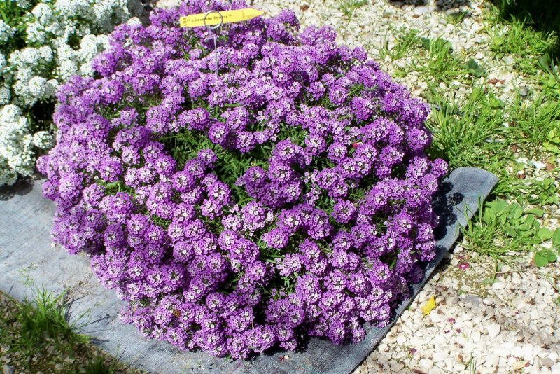 Алиссум / Alyssum
