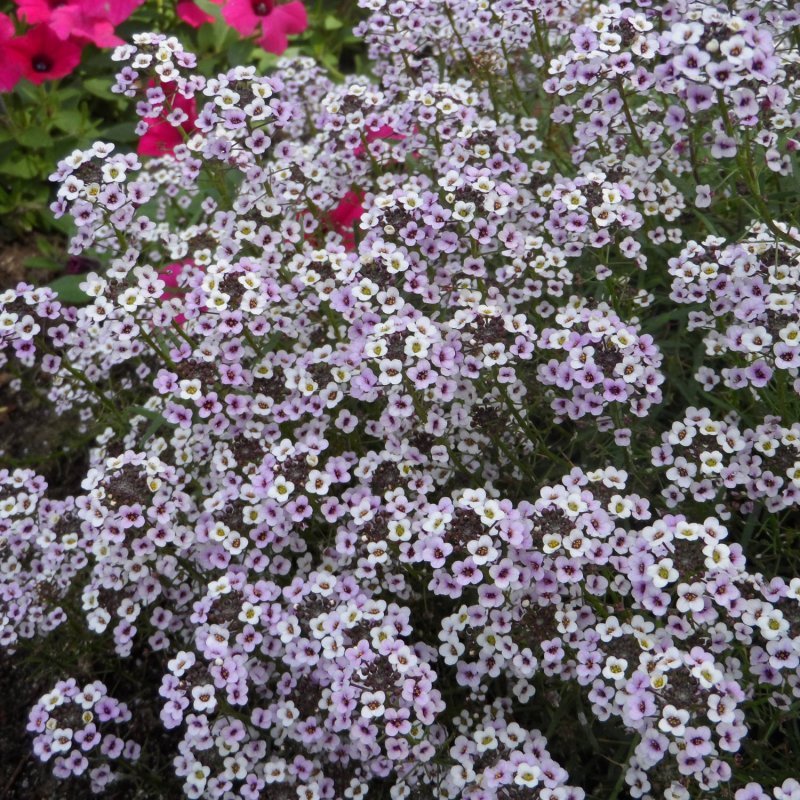 Алиссум / Alyssum