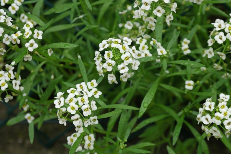 Lobularia maritima лобулярия морская алиссум