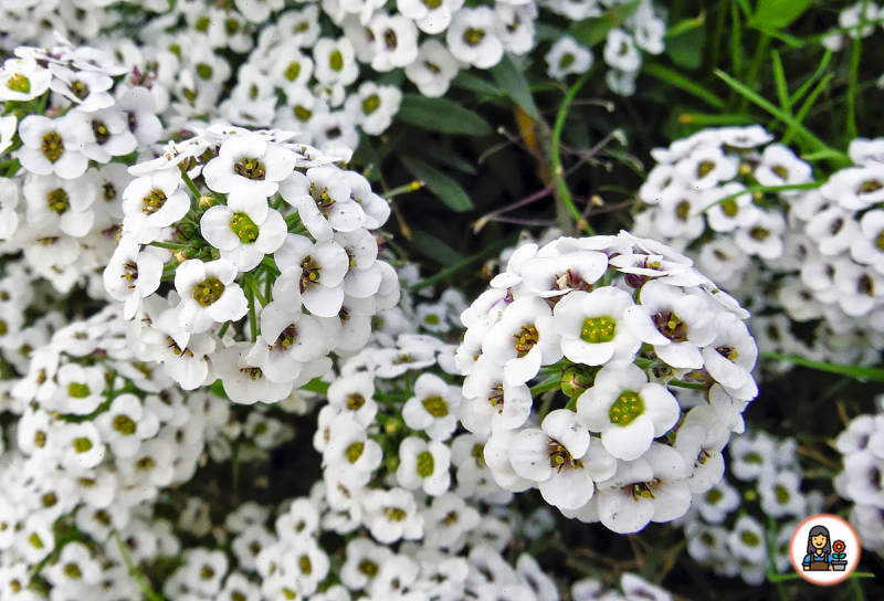 Лобулярия Приморская (Lobularia maritima)